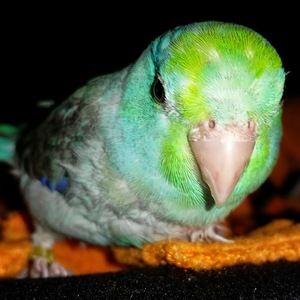 Meet your Posher, Cheryl